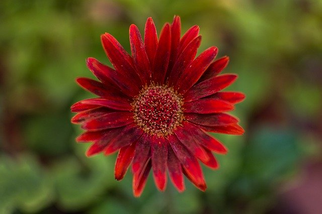 Unduh gratis Flower Field Summer - foto atau gambar gratis untuk diedit dengan editor gambar online GIMP
