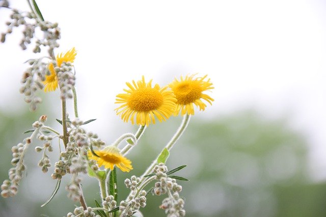 Muat turun percuma Flower Field Yellow - foto atau gambar percuma untuk diedit dengan editor imej dalam talian GIMP