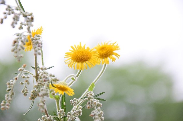 Free download Flower Field Yellow -  free photo or picture to be edited with GIMP online image editor