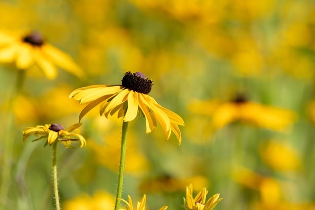 Free download flower field yellow rudbeckia free picture to be edited with GIMP free online image editor