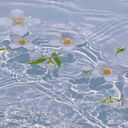 flower floating on water wallpaper  screen for extension Chrome web store in OffiDocs Chromium