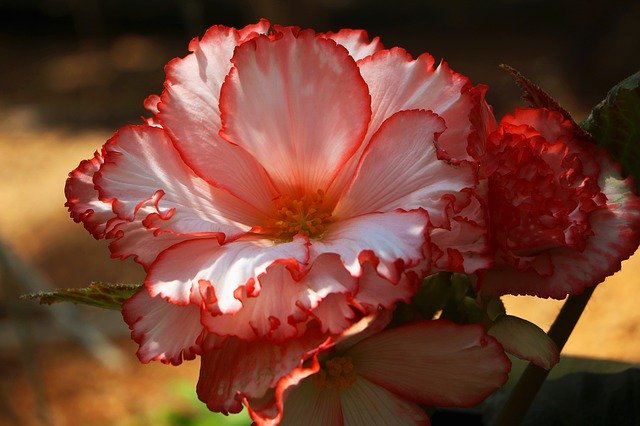Download gratuito Flower Flora: foto o immagine gratuita da modificare con l'editor di immagini online GIMP