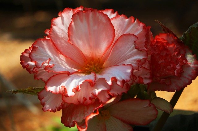 Free download Flower Flora -  free photo or picture to be edited with GIMP online image editor