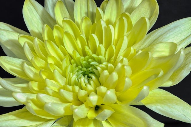 Free download flower flora bloom blossom botany free picture to be edited with GIMP free online image editor