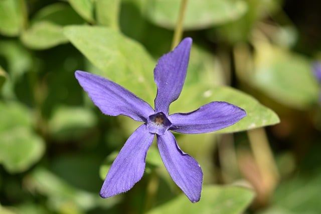 Scarica gratuitamente l'immagine gratuita del giardino botanico della flora dei fiori da modificare con l'editor di immagini online gratuito di GIMP