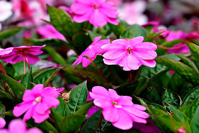 Free download flower flora botany nature free picture to be edited with GIMP free online image editor