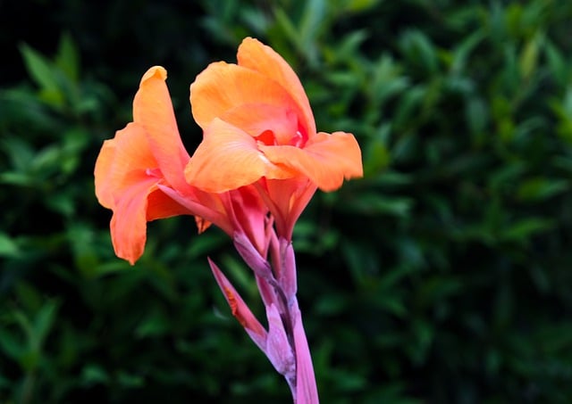 Free download flower flora canna orange nature free picture to be edited with GIMP free online image editor