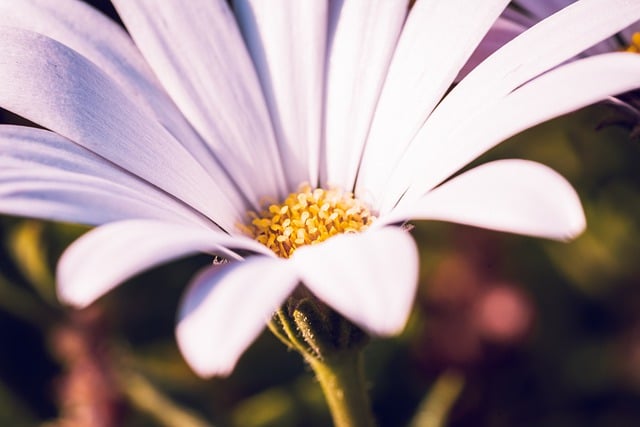 Free download flower flora cosmos botany bloom free picture to be edited with GIMP free online image editor