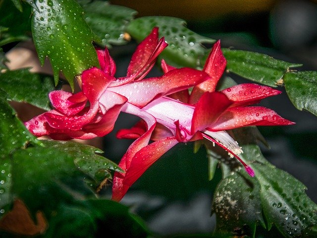 Free download Flower Flora Decorative -  free photo or picture to be edited with GIMP online image editor