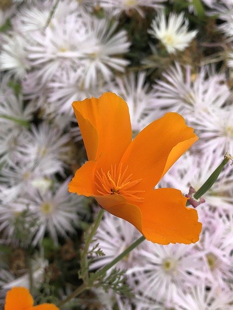 ดาวน์โหลดฟรี Flower Floral - ภาพถ่ายหรือรูปภาพฟรีที่จะแก้ไขด้วยโปรแกรมแก้ไขรูปภาพออนไลน์ GIMP