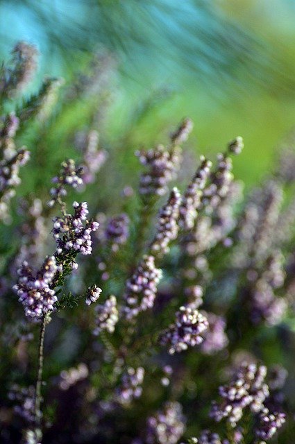 ดาวน์โหลดฟรี Flower Floral Plants - ภาพถ่ายหรือรูปภาพฟรีที่จะแก้ไขด้วยโปรแกรมแก้ไขรูปภาพออนไลน์ GIMP