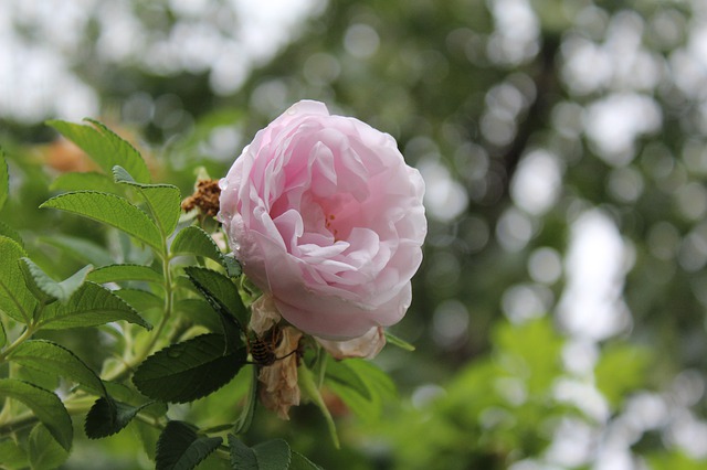 Free download flower floral trees canada alberta free picture to be edited with GIMP free online image editor