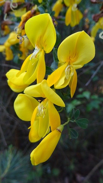 Безкоштовно завантажте Flower Flora Macro – безкоштовну фотографію чи зображення для редагування за допомогою онлайн-редактора зображень GIMP