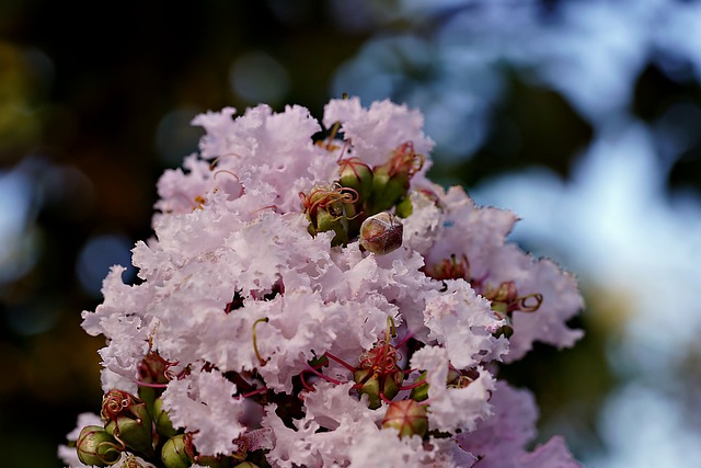 Free download flower flora nature pink free picture to be edited with GIMP free online image editor