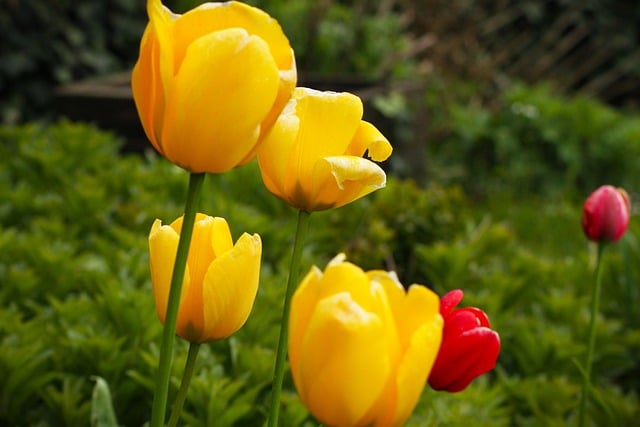 Free download flower flora nature very beautiful free picture to be edited with GIMP free online image editor