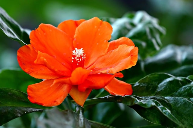 Download gratuito fiore flora pereskia natura immagine gratuita da modificare con l'editor di immagini online gratuito di GIMP