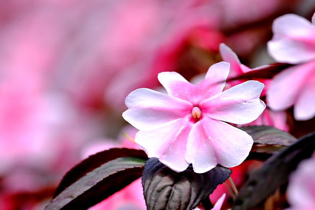 Free download flower flora pink nature free picture to be edited with GIMP free online image editor