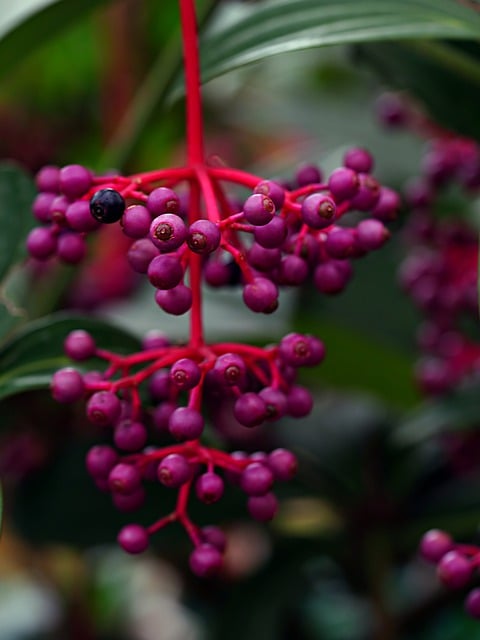Unduh gratis gambar tanaman flora bunga gratis untuk diedit dengan editor gambar online gratis GIMP
