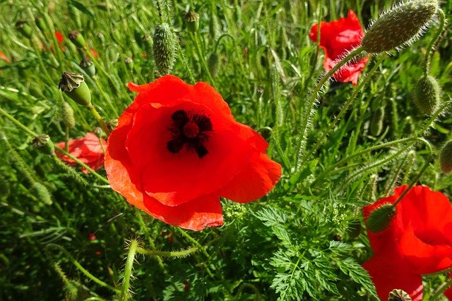 Free download flower flora poppy flowers nature free picture to be edited with GIMP free online image editor