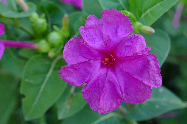 Template Photo Flower Flora Purple -  for OffiDocs