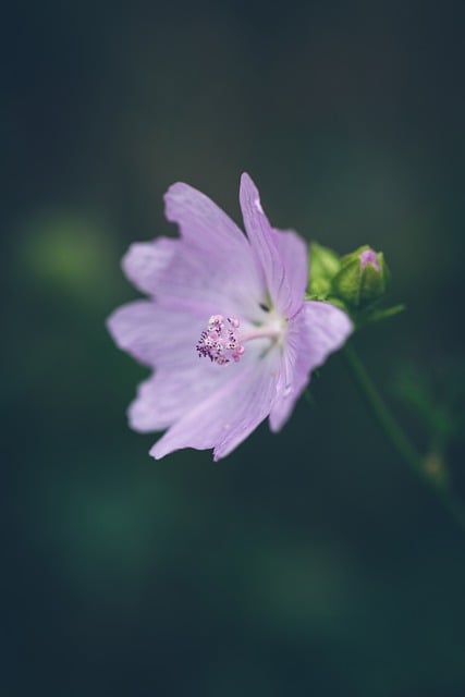 Free download flower flora purple blossom nature free picture to be edited with GIMP free online image editor