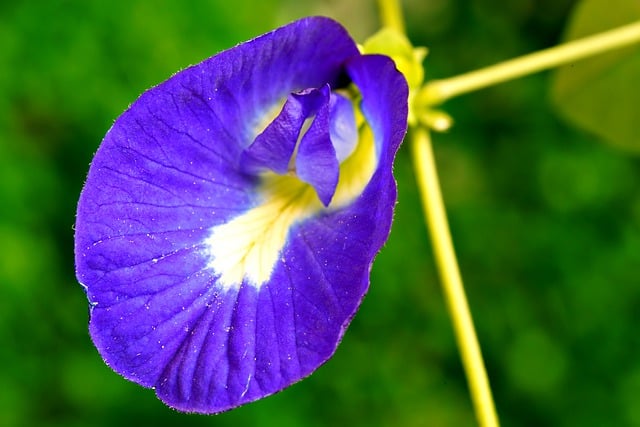 Téléchargement gratuit de l'image gratuite de fleur flore pourpre nature botanique à modifier avec l'éditeur d'images en ligne gratuit GIMP