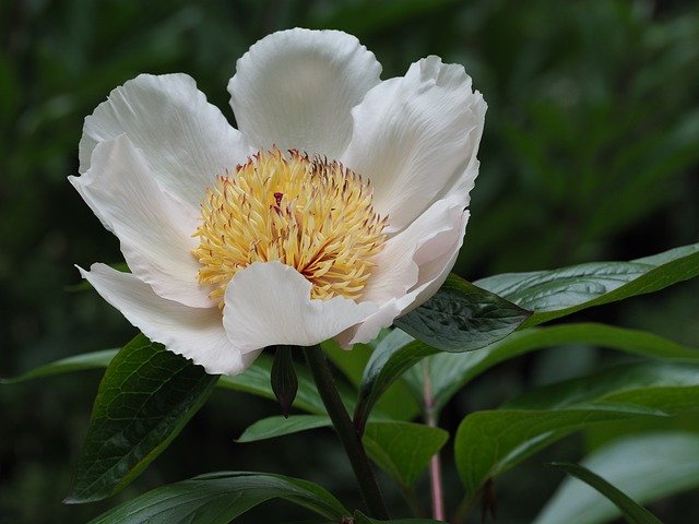 הורדה חינם Flower Flora White - תמונה או תמונה בחינם לעריכה עם עורך התמונות המקוון GIMP