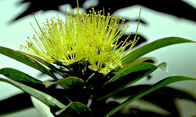 Free download flower flora yellow nature botany free picture to be edited with GIMP free online image editor