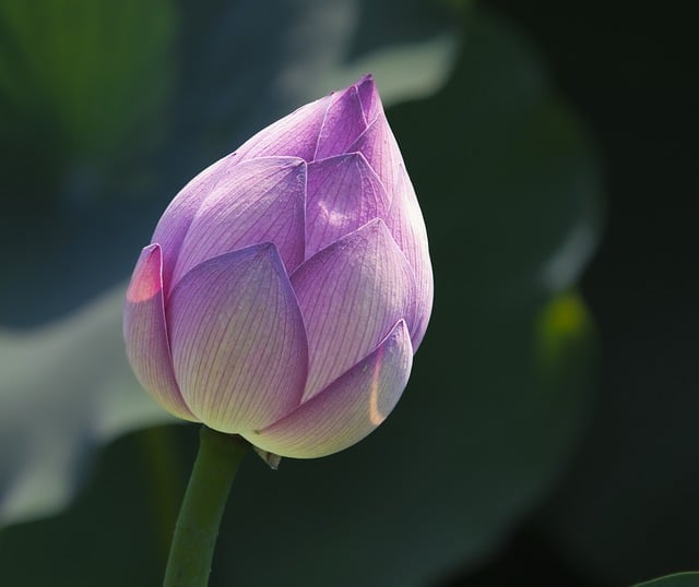 Free download flower flower bud lotus bloom free picture to be edited with GIMP free online image editor