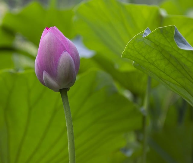 Free download flower flower bud lotus waterlily free picture to be edited with GIMP free online image editor