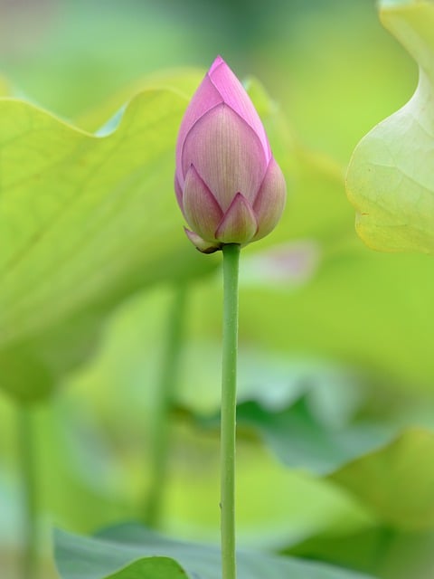 Free download flower flower bud water lily lotus free picture to be edited with GIMP free online image editor