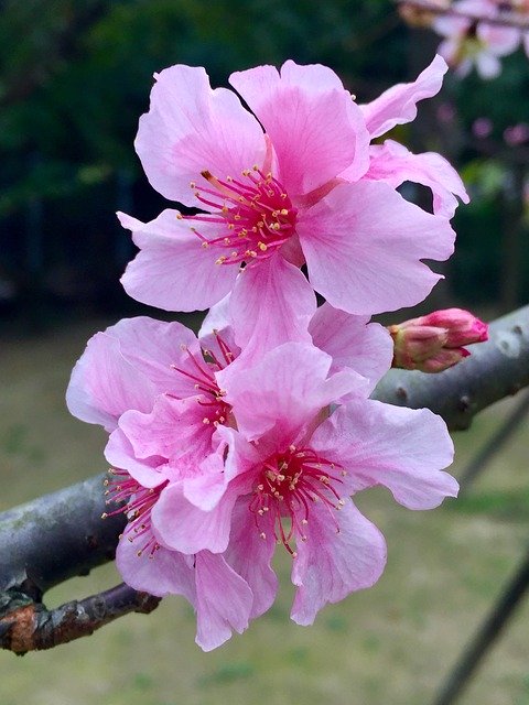 Download gratuito Flower Flowers Blossom Peach - foto o immagine gratuita da modificare con l'editor di immagini online GIMP