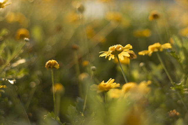 Free download flower flowers chrysanthemum free picture to be edited with GIMP free online image editor