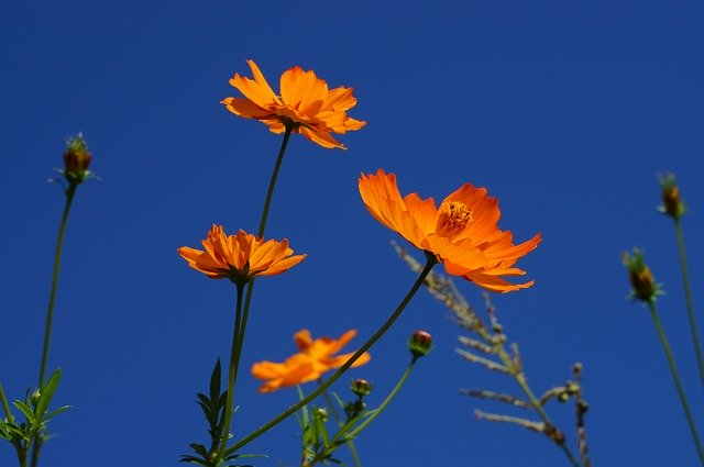 Free download Flower Flowers Cosmos -  free photo or picture to be edited with GIMP online image editor
