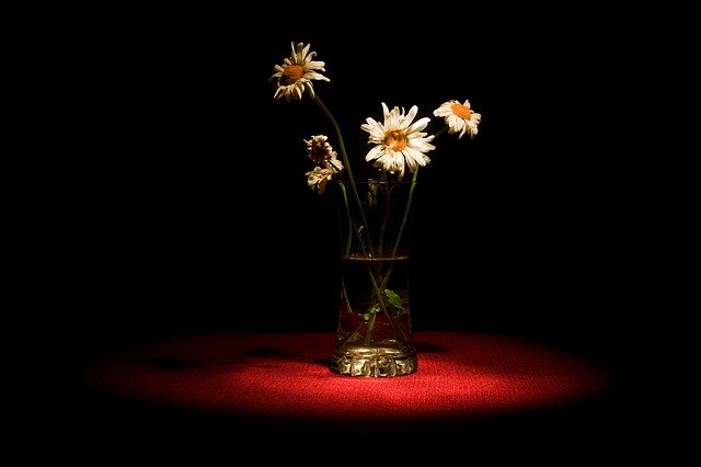 Скачать бесплатно Flower Flowers Flora - бесплатное фото или изображение для редактирования с помощью онлайн-редактора изображений GIMP
