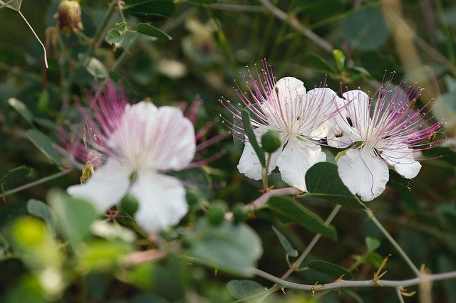 Descărcare gratuită Flower Flowers Greens - fotografie sau imagini gratuite pentru a fi editate cu editorul de imagini online GIMP