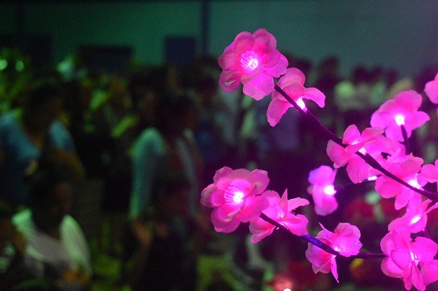 Descărcare gratuită Flower Flowers Lights - fotografie sau imagini gratuite pentru a fi editate cu editorul de imagini online GIMP