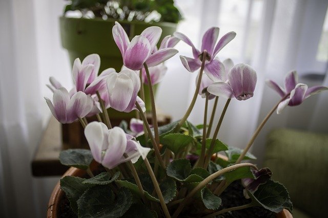 Gratis download Flower Flowers Lilacs gratis fotosjabloon om te bewerken met GIMP online afbeeldingseditor