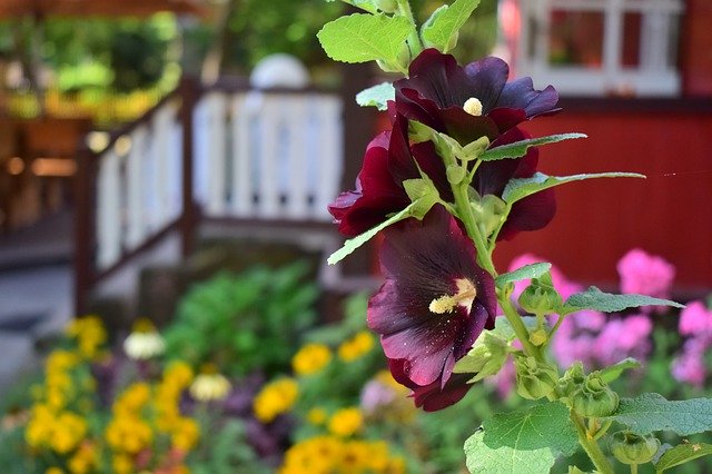 Muat turun percuma Flower Flowers Mallow - foto atau gambar percuma untuk diedit dengan editor imej dalam talian GIMP