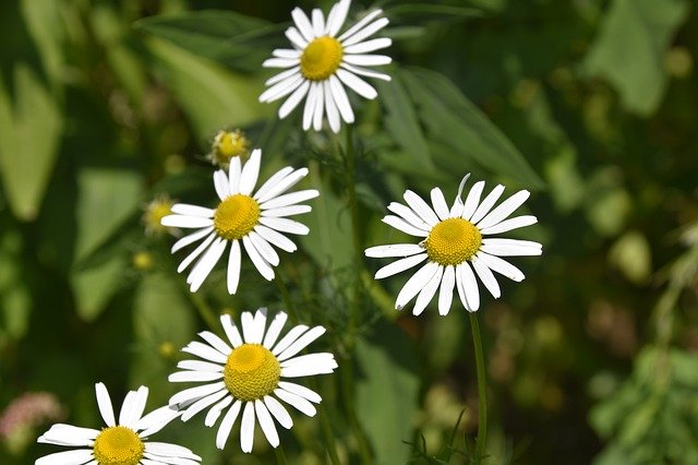 Free download Flower Flowers Of The Meadows -  free photo or picture to be edited with GIMP online image editor