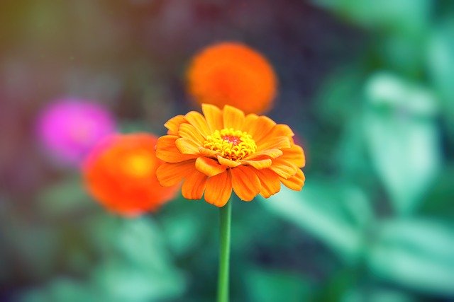 Free picture Flower Flowers Orange -  to be edited by GIMP free image editor by OffiDocs