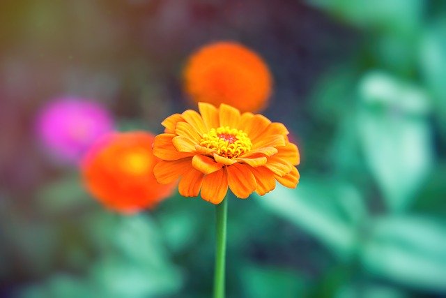 Gratis download Flower Flowers Orange - gratis foto of afbeelding om te bewerken met GIMP online afbeeldingseditor