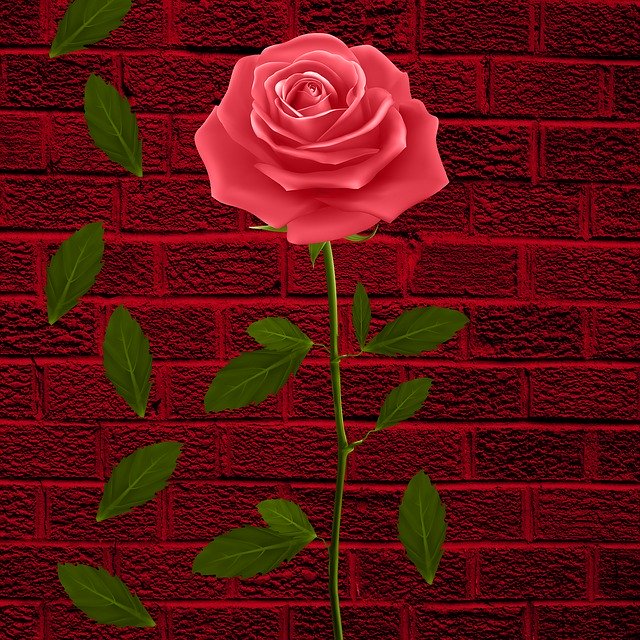 Kostenloser Download Flower Flowers Petals - kostenloses Foto oder Bild zur Bearbeitung mit GIMP Online-Bildbearbeitung