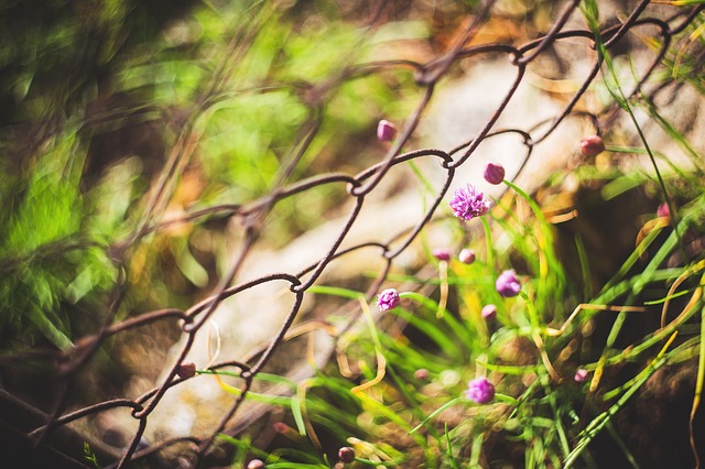 Free download flower flowers plant plants flora free picture to be edited with GIMP free online image editor