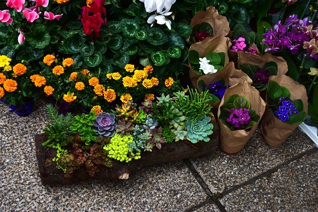 ดาวน์โหลดฟรี Flower Flowers Plants - ภาพถ่ายหรือรูปภาพฟรีที่จะแก้ไขด้วยโปรแกรมแก้ไขรูปภาพออนไลน์ GIMP