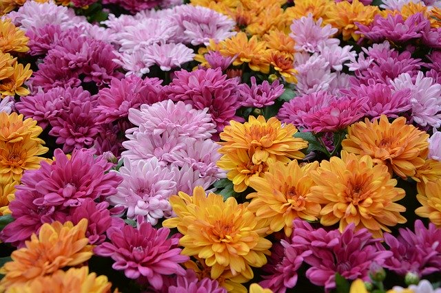 Free download Flower Flowers Plants All -  free photo or picture to be edited with GIMP online image editor