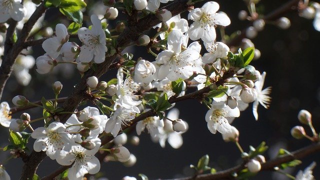 تنزيل Flower Flowers Plum Blossom مجانًا - صورة مجانية أو صورة يتم تحريرها باستخدام محرر الصور عبر الإنترنت GIMP