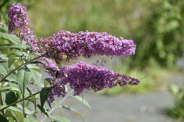 Free download Flower Flowers Shrub Buddleia -  free photo or picture to be edited with GIMP online image editor