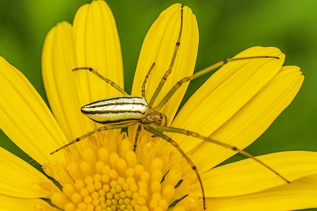 Free download flower flowers spider arthropod free picture to be edited with GIMP free online image editor