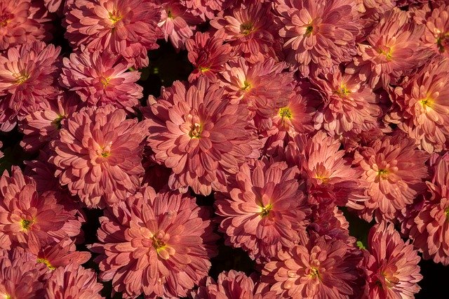 Template Photo Flower Flowers Sun -  for OffiDocs